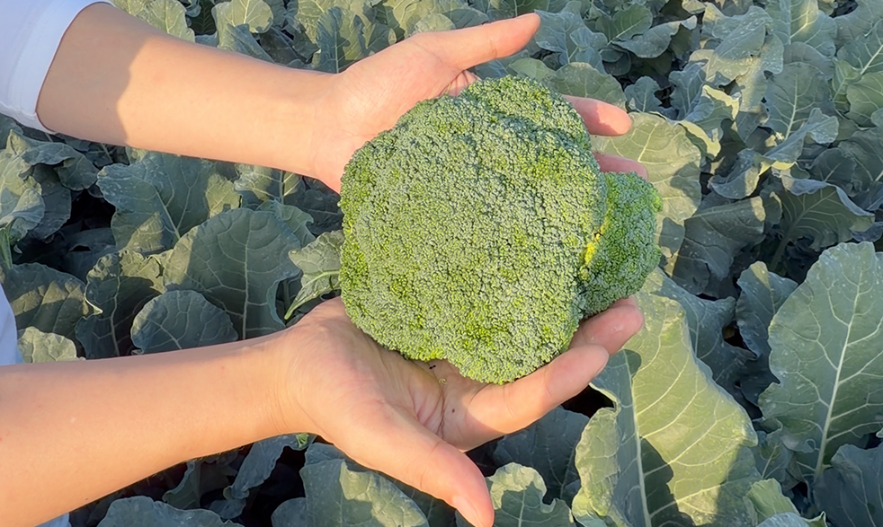 菜万家：每日3餐7块钱！