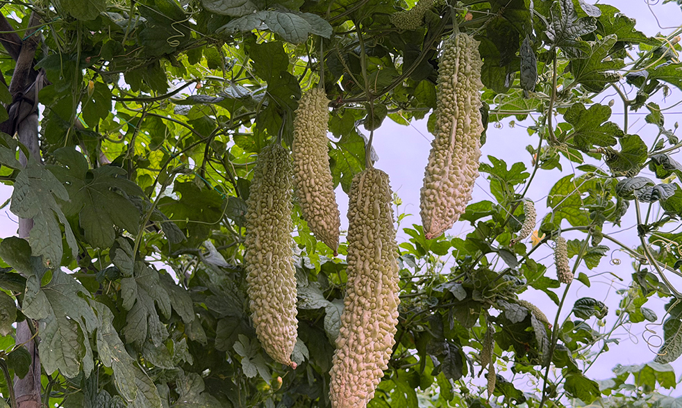 菜万家：苦瓜种植基地！