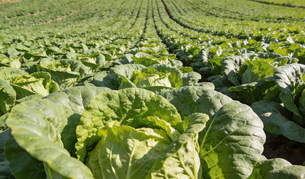 菜万家：降本、提效、安全！