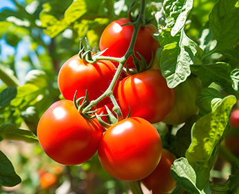 “康复患者的餐食对食材新鲜度要求严苛，菜万家的专车配送，食材到院时仍保持最佳状态，搭配每日检测报告，让我们的营养配餐更有底气。”