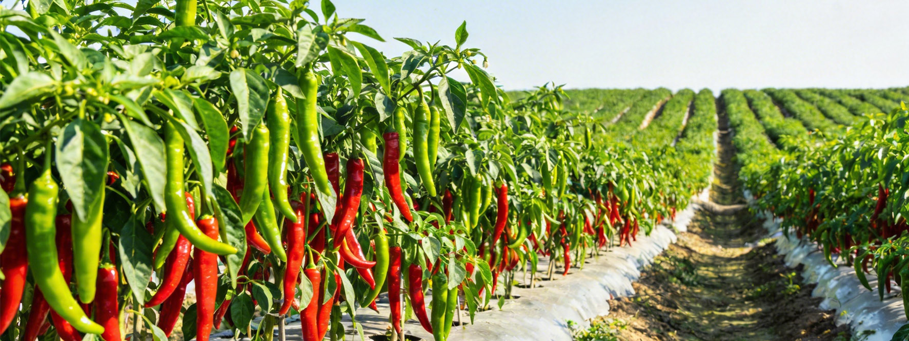 源头采购，全网统一价